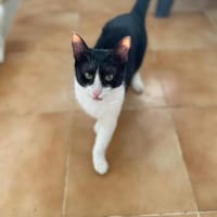 Onnea - hübsche Samtpfote sucht Zuhause, Katze zur Adoption