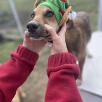 Mandy, klein, zart sucht Liebe, Hündin zur Adoption