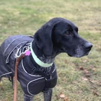 Evangelia -zur Pflege in 65205 Wiesbaden, Hündin zur Adoption