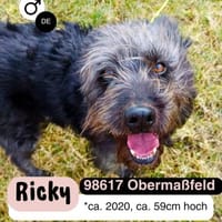 Kuschelbär RICKY sucht sein zu Hause, Hund zur Adoption