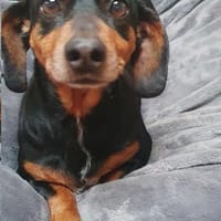 Tami-tacsi°  33142 Büren, Hündin zur Adoption