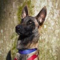 Faro sucht aktives Zuhause, Hund zur Adoption