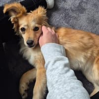 kleine zarte Lia 🥰, Hündin zur Adoption