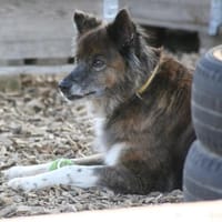 STELLA 🔥 fitte Best Agerin!, Hündin zur Adoption