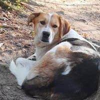 Feinfühliger, sanfter Sami sucht, Hund zur Adoption