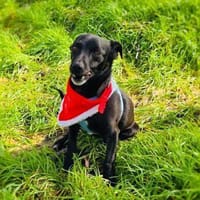 Bubka ein verschmustes Mädchen, Hündin zur Adoption