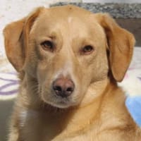 Nemo, leise Seele..., Hund zur Adoption