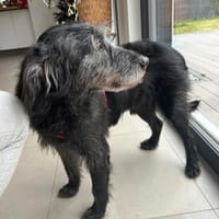 Gentleman Zeca, Hund zur Adoption