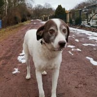 Marta - wartet in 13089 Berlin, Hündin zur Adoption