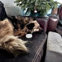 Tobi  43 cm (Pflegestelle), Hund zur Adoption