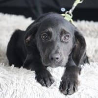 Shadow wünscht sich endlich ein zu Hause, Hund zur Adoption