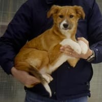 Toff, sucht, Hündin zur Adoption