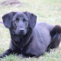 Milana sucht ihr Glück ..., Hündin zur Adoption