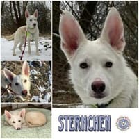STERNCHEN * vorsichtige Familienhündin, Hündin zur Adoption
