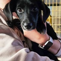 Steffi soll nicht im Zwinger aufwachsen, Hündin zur Adoption