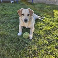 Zuma, Hund zur Adoption