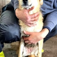 Schüchterne, tolle Suri sucht Erfahrene, Hündin zur Adoption