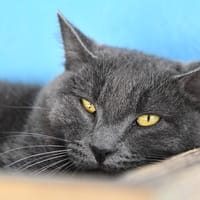 KORNOG, chat à adopter