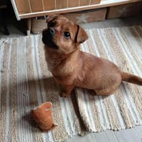 Pekinesen-Mix LEXi❤ ab 7.3.inZschepplin, Hündin zur Adoption