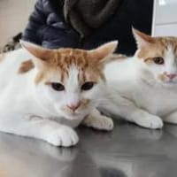 Copper & Monchi Verspieltes Dreamteam, Kater zur Adoption