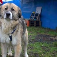 Swantje - eine sanfte Hüterin, Hündin zur Adoption