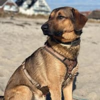 Kayo -zur Pflege in 23701 Bockholt-, Hund zur Adoption