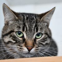 NOROIT, chat à adopter