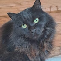 BLACK JACK, chat à adopter