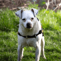 OAA 19934 JACK, chien à adopter