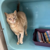 PIMPON, chat à adopter