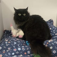 GIGA, chatte à adopter
