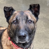 Yoshi, chien à adopter