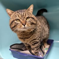 BARBEROUSSE, chat à adopter