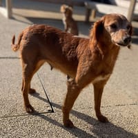 RAGATA, chienne à adopter