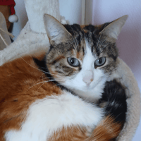 FRIPOUILLE, chatte à adopter