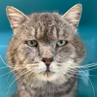 Roswell, chat à adopter