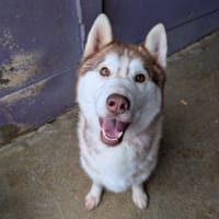 THOR, chien à adopter