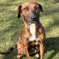 Dahlia CAA14903, chienne à adopter