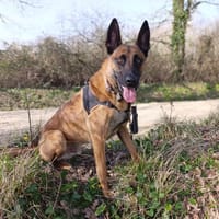 SYMBA, chien à adopter