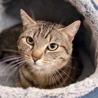 Ozi CAB5260, chat à adopter