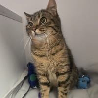 CAPY, chatte à adopter