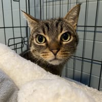 ATOL, chat à adopter