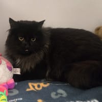 CACHOU, chatte à adopter