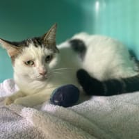 BLANCHE, chatte à adopter