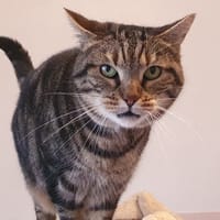 JAINA CHA, chatte à adopter