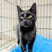 ALOUETTE, chatte à adopter