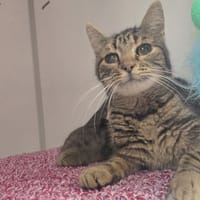 BRISKA, chatte à adopter