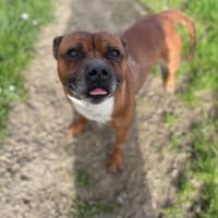 CHOPPER, chien à adopter