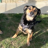 ERZANA, chienne à adopter