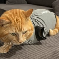 Nimbus, chat à adopter